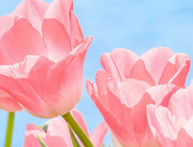 被爱的人总是有恃无恐的说说 爱着的人总是卑微至极的文案