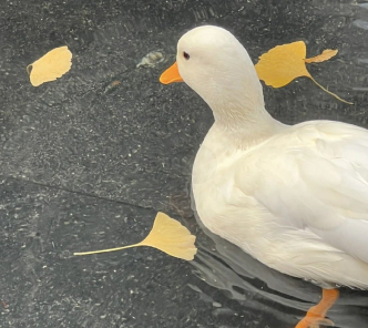 小众有质感的个人签名短句 清新温柔值得收藏的签名