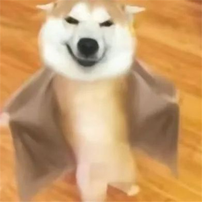 2024表情包搞笑沙雕合集 逗比必备的好用表情