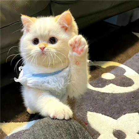 高清颜值出众的治愈猫咪配图 谁能拒绝治愈系猫猫