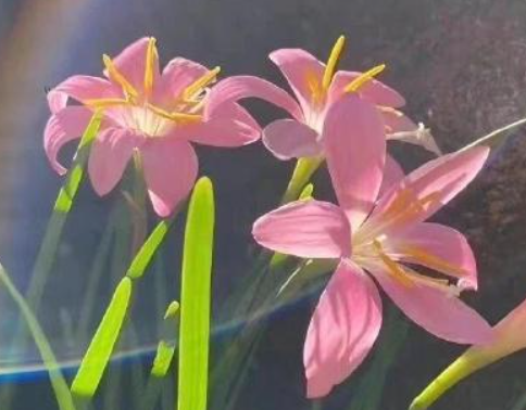 失恋后劲很大的说说 失恋心里憋屈堵的慌的短句