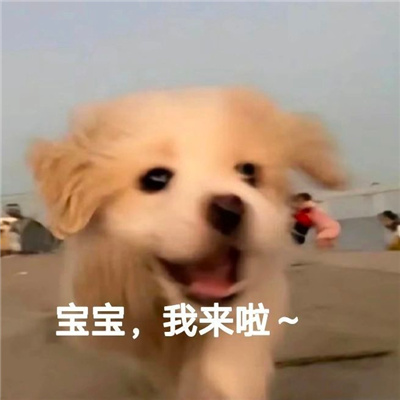 表情实用日常又沙雕 天上什么时候掉馅饼啊