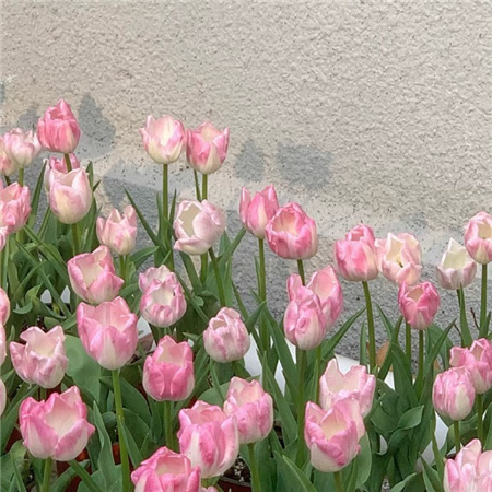 很有特色心动都很撩人的清新配图 一看就吸引人的素材合集