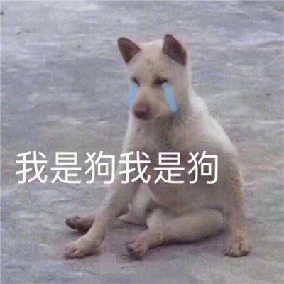 2024每张都好用又有个性的表情 实用很高级的表情超火