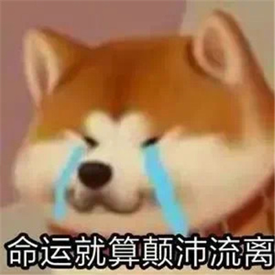 2024最火表情很受欢迎又搞怪 顶流表情包新版出炉