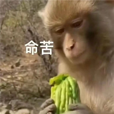 人间小苦瓜表情包 不辛苦命苦