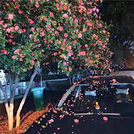 很招人喜欢的背景图高清2024 搞怪又简单的配图新版合集