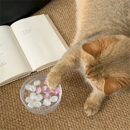 独特好看且值得一换的配图 最近超火的个性素材合集