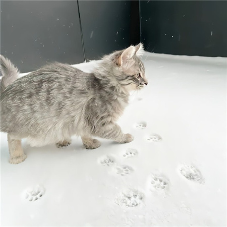 很有特色的背景图大气高级 自己的节奏里安静和热闹我都喜欢