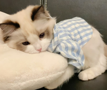 去年衣服今年都穿不上说说 去年的衣服配不上今年的自己的文案 去年衣服今年都穿不上说说 去年的衣服配不上今年的自己的文案