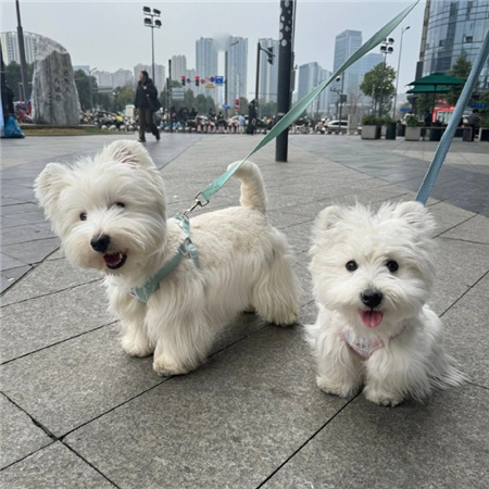最近流行很火的配图高清 很热门的很高级的素材
