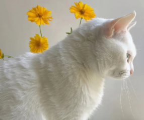超级适合发朋友圈的干净有度文案 阳光干净发朋友圈说说 超级适合发朋友圈的干净有度文案 阳光干净发朋友圈说说