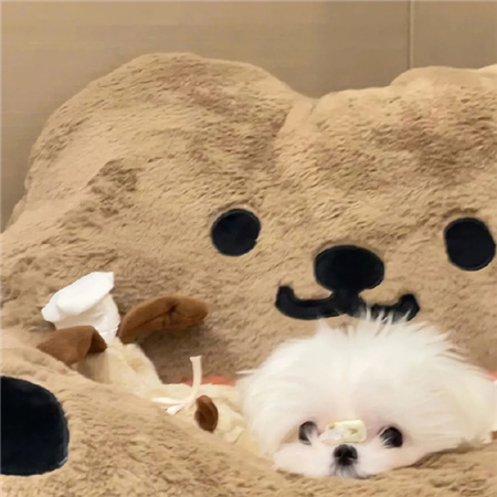 可爱汪星人朋友圈背景图合集 笨蛋小狗只要被人摸一下头就开始喜欢人类