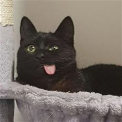 2024黑猫有病表情合集 黑猫无字好用表情大全