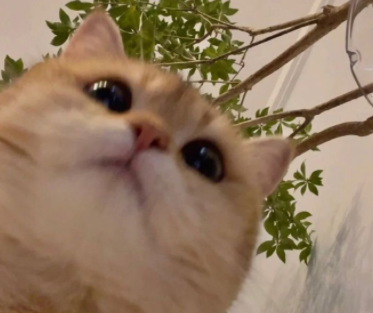 句句不提某某句句又都是某某文案 暗戳戳思恋一个人的文案